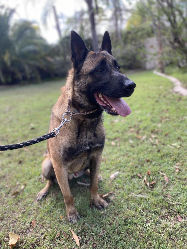 Belgian Malinois for sale