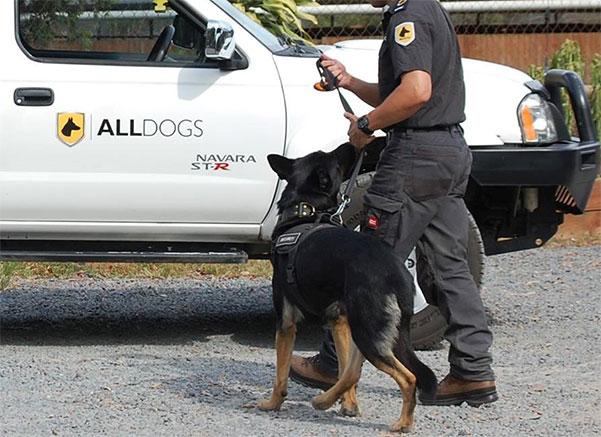 One of our K9 patrol officers onsite