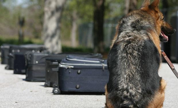 Detection dog being trained with suitcases