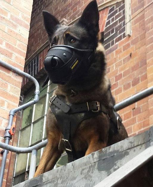 German Sheperd with muzzle guarding premises