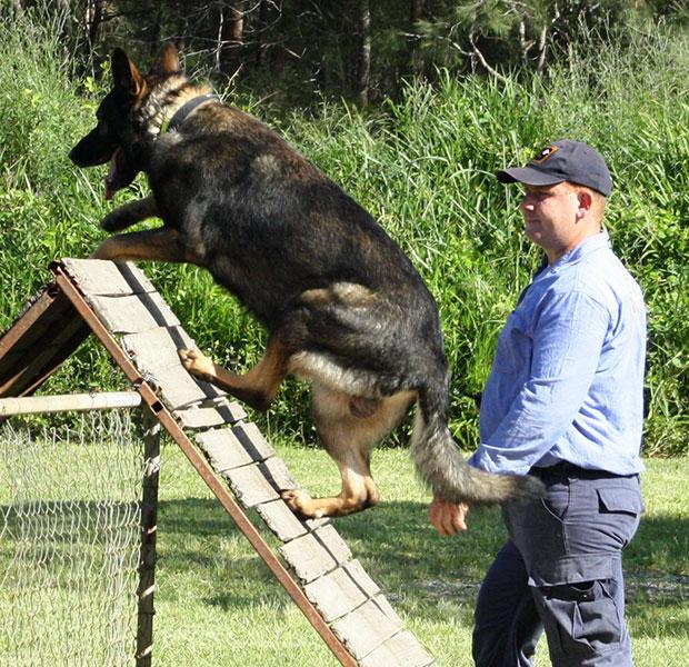 German Sheperd climbing obstacle course with trainer